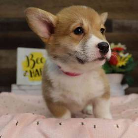 Pembroke Welsh Corgi