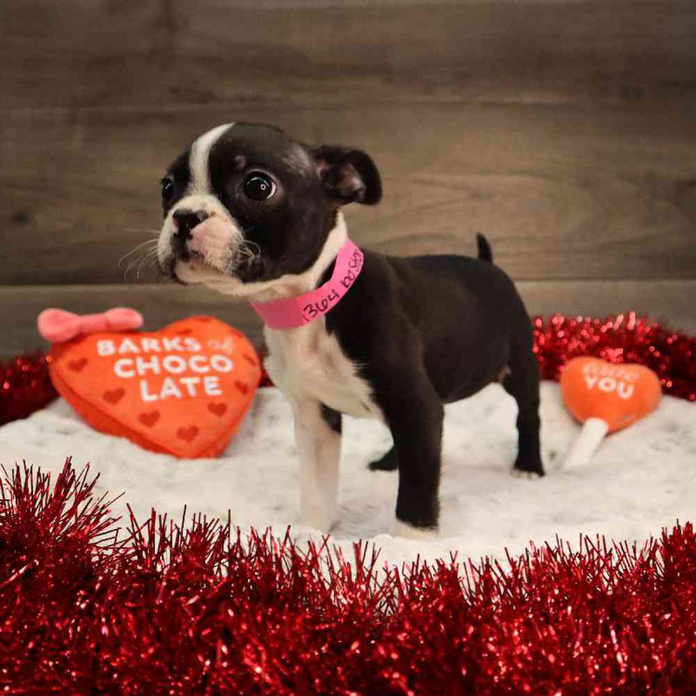 carousel pet images