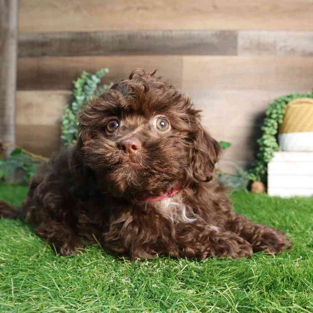Female Shipoo Puppy for Sale in Blaine, MN
