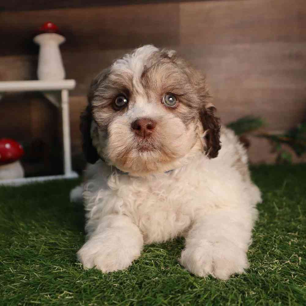 carousel pet images