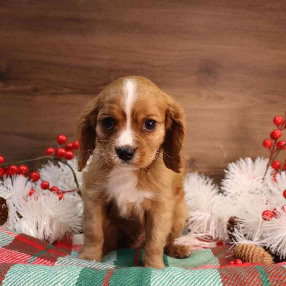 Male Cavalier King Charles Spaniel Puppy for sale