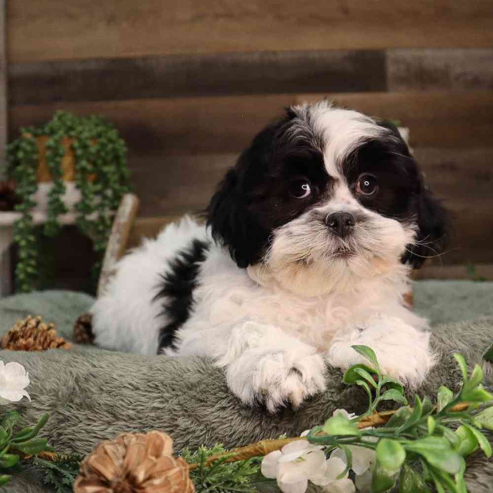 carousel pet images