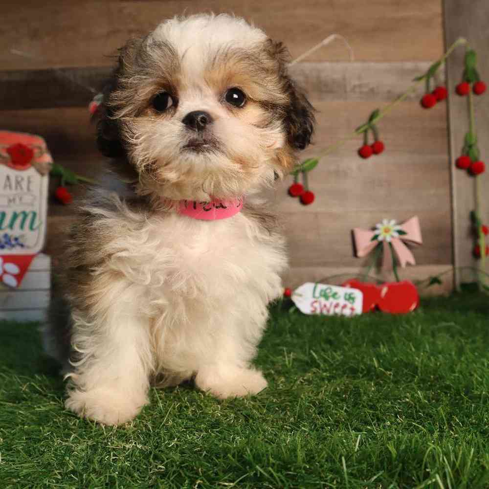 carousel pet images