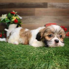 Shih Tzu