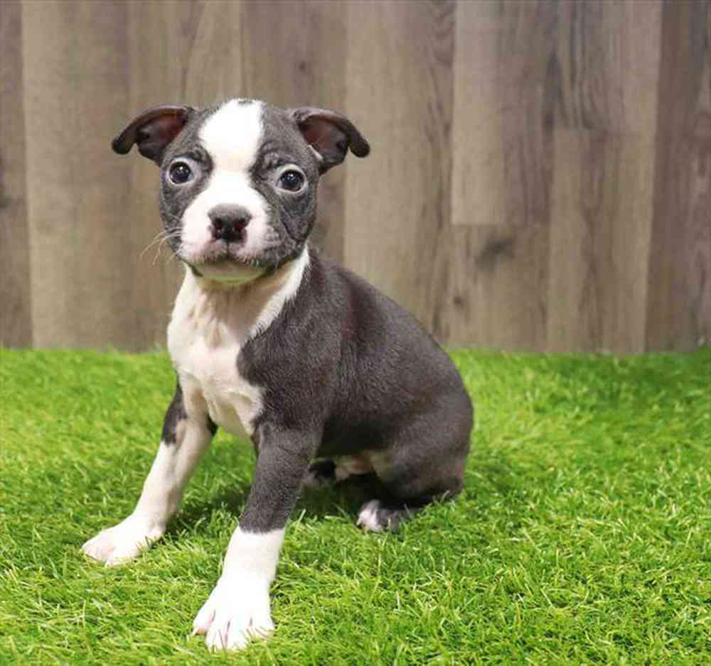 pet breed image