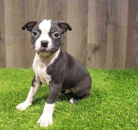 Boston Terrier