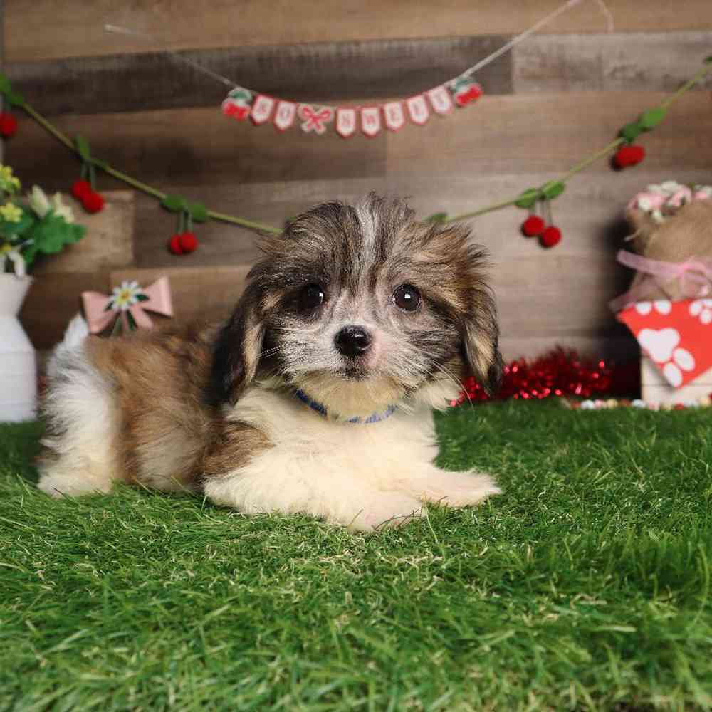 Male Teddy Bear Puppy for Sale in Blaine, MN