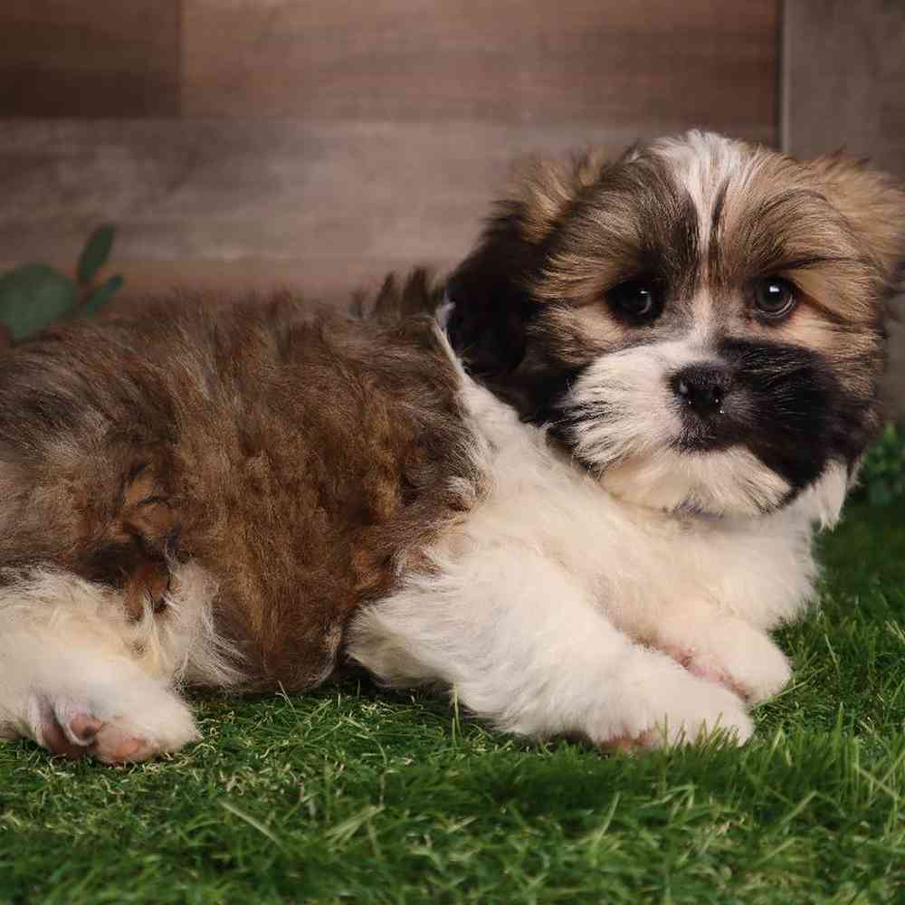 carousel pet images