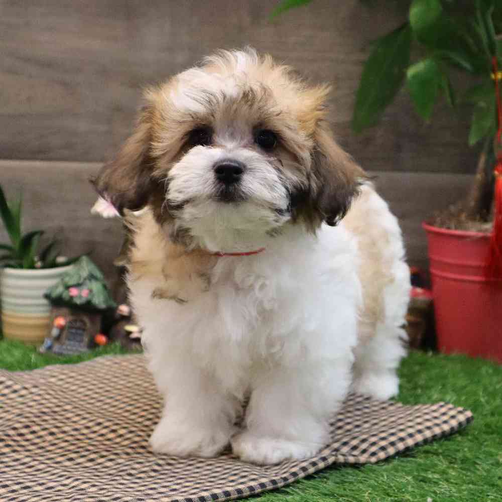 Male Teddy Bear Puppy for sale