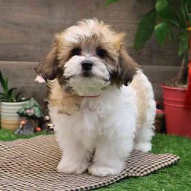 Teddy Bear