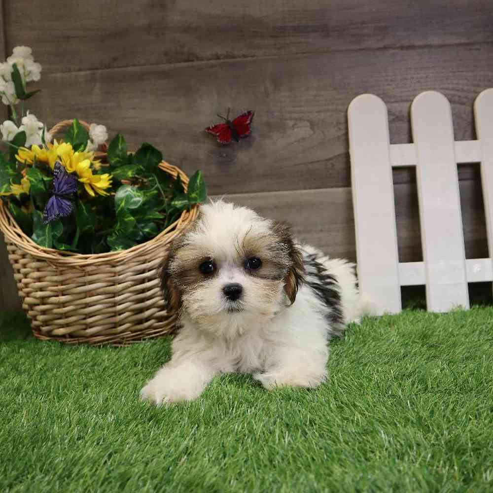 Female Shorkie Puppy for sale