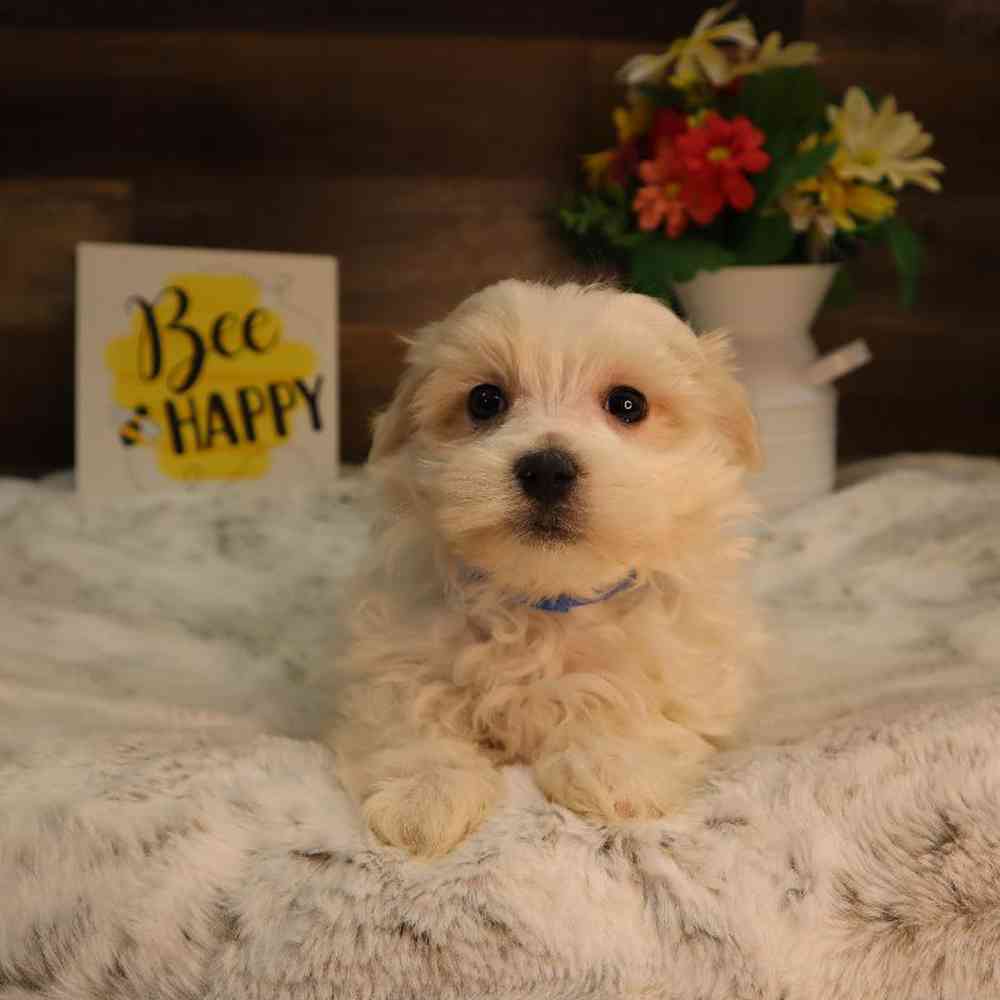 Male Maltese Puppy for Sale in Blaine, MN