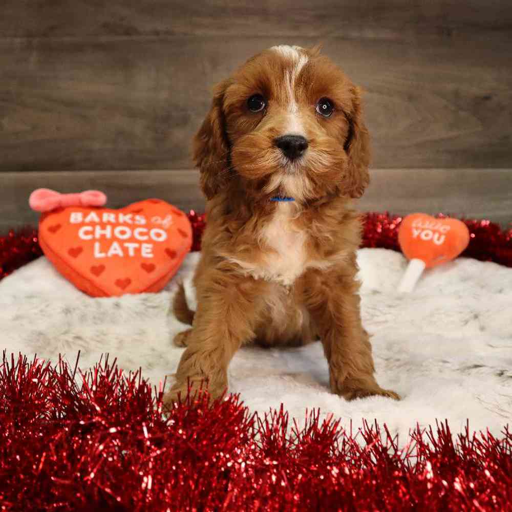 Male Cavapoo Puppy for Sale in Blaine, MN