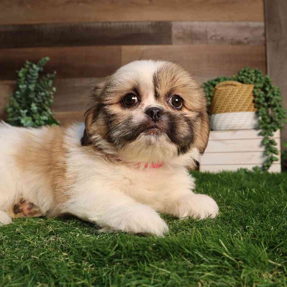 Female Pekingese-Shih Tzu Puppy for Sale in Blaine, MN