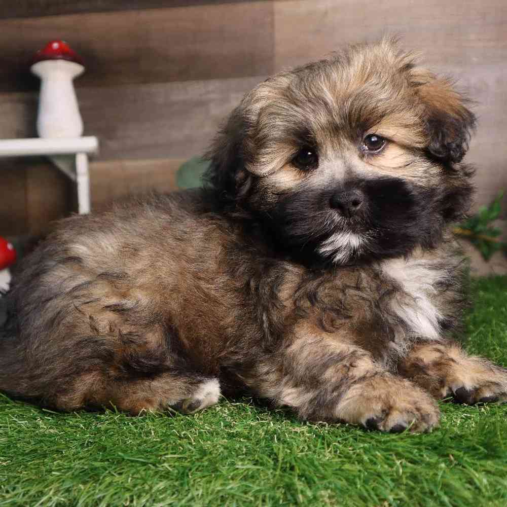 carousel pet images