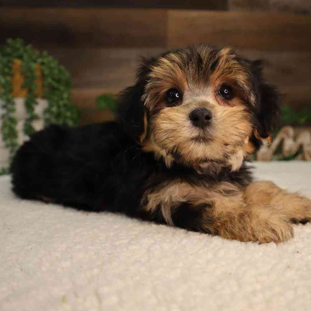 Female Morkie Puppy for Sale in Blaine, MN