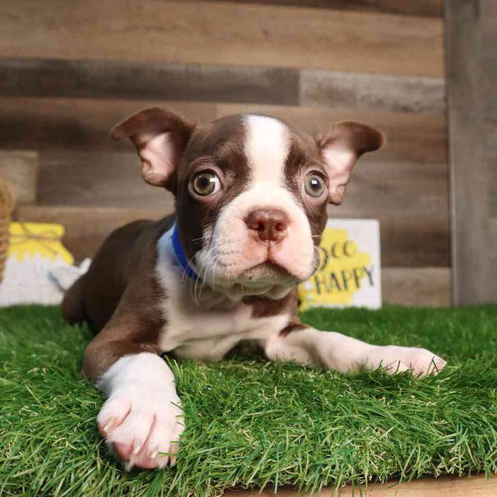 Male Boston Terrier Puppy for Sale in Blaine, MN