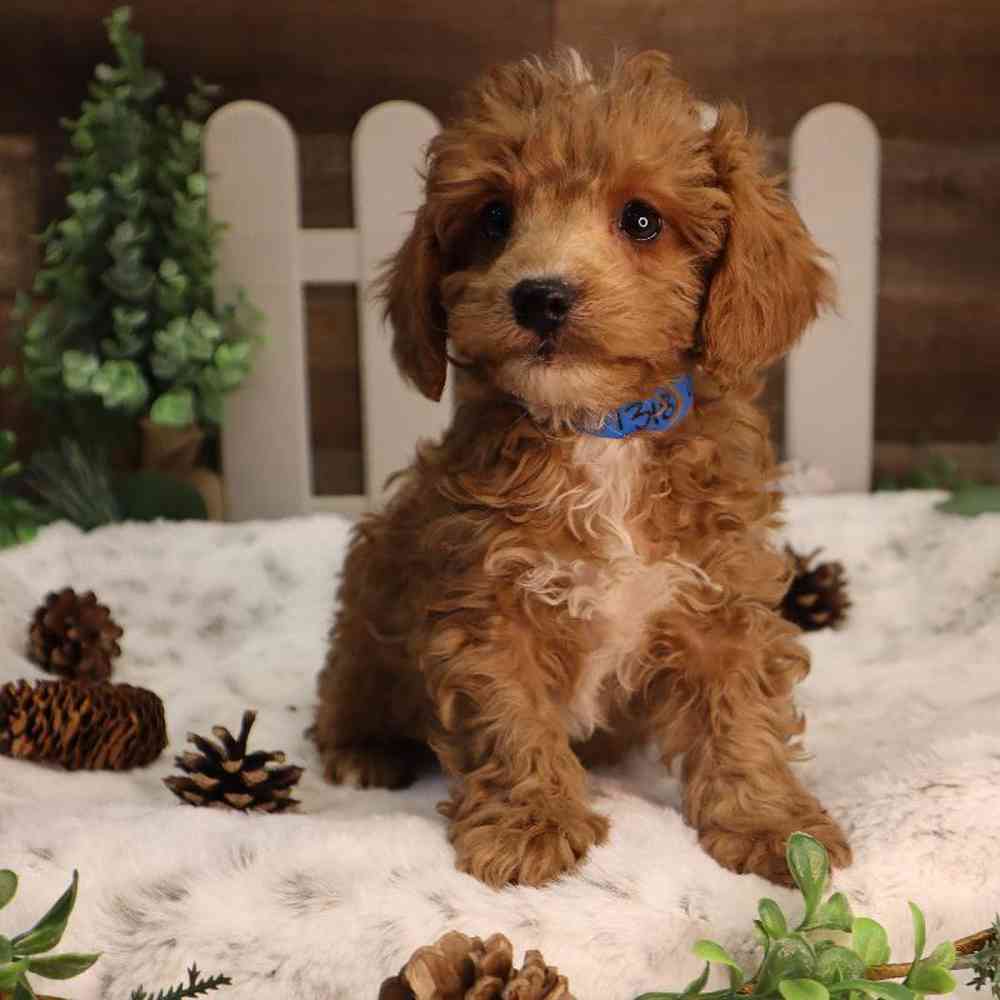 carousel pet images
