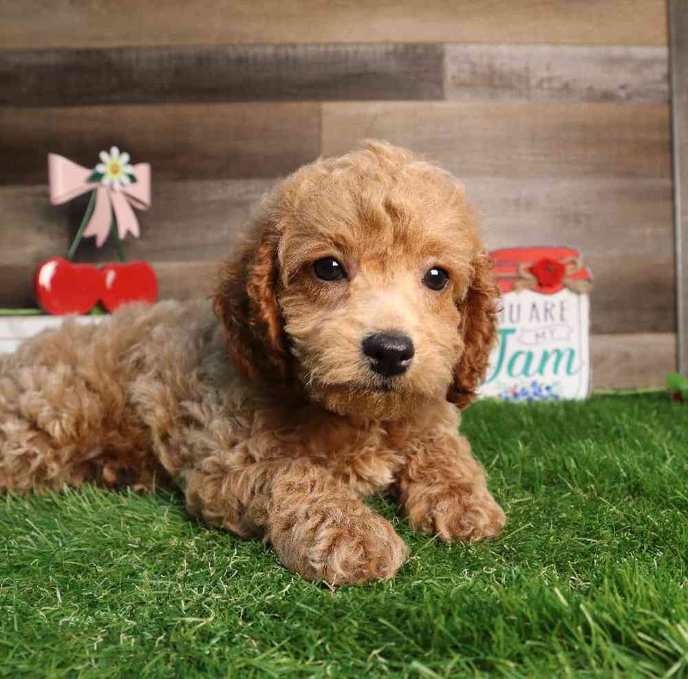Image of a pet breed in the gallery