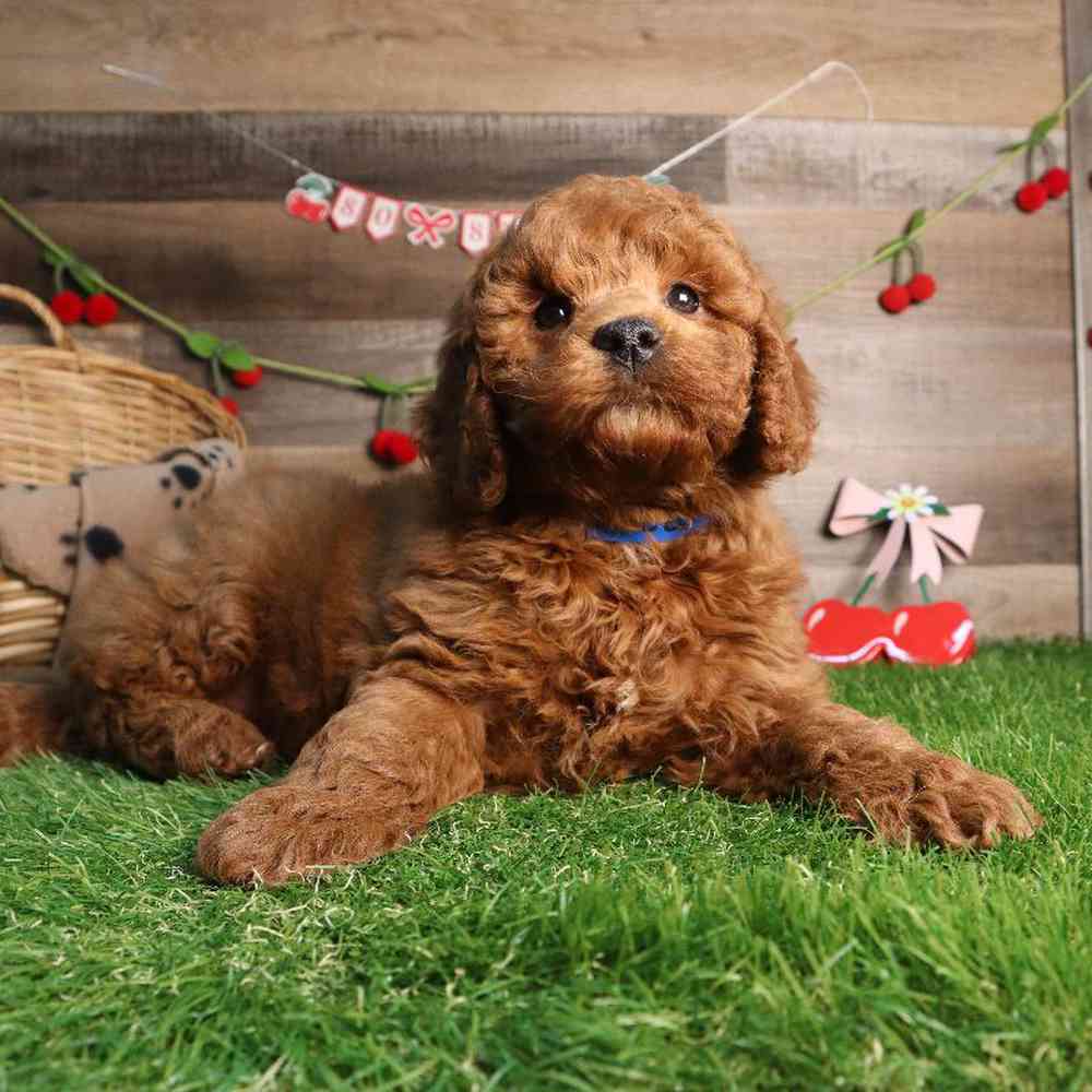 Male Mini Goldendoodle 2nd Gen Puppy for Sale in Blaine, MN