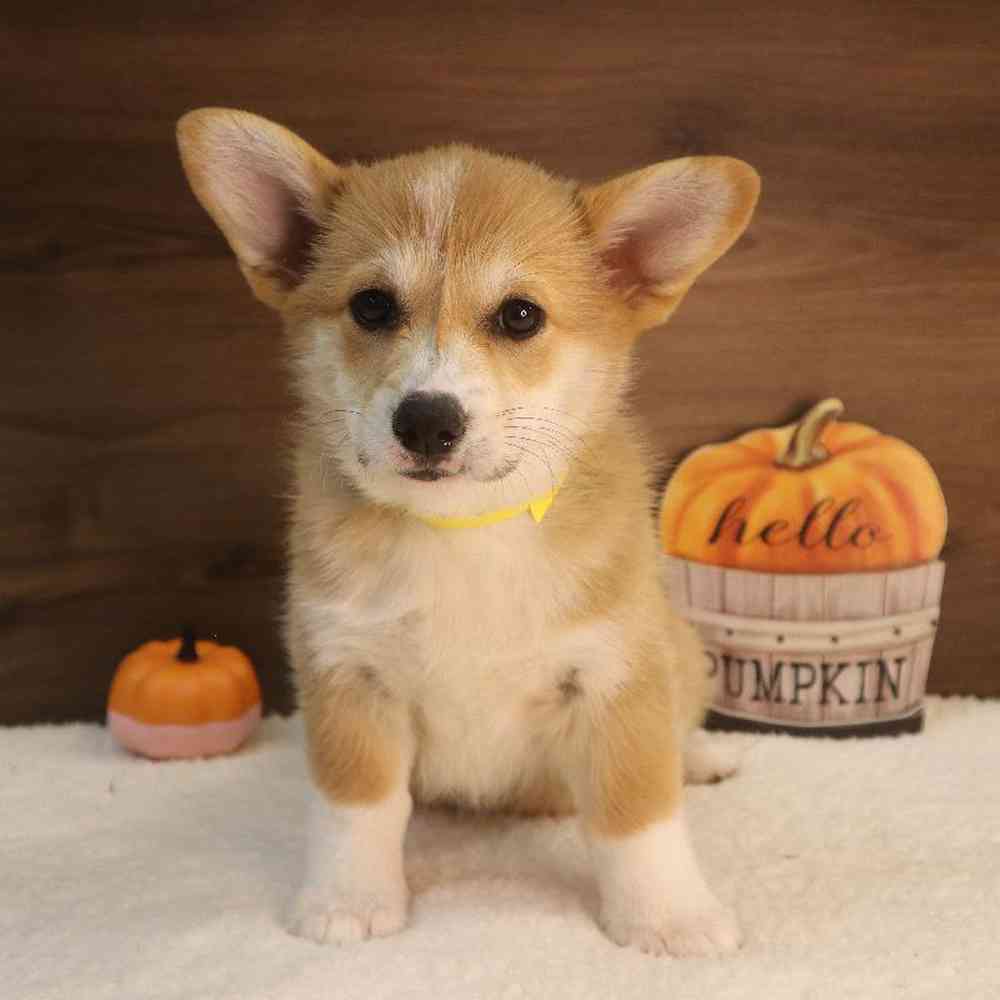 Female Pembroke Welsh Corgi Puppy for sale