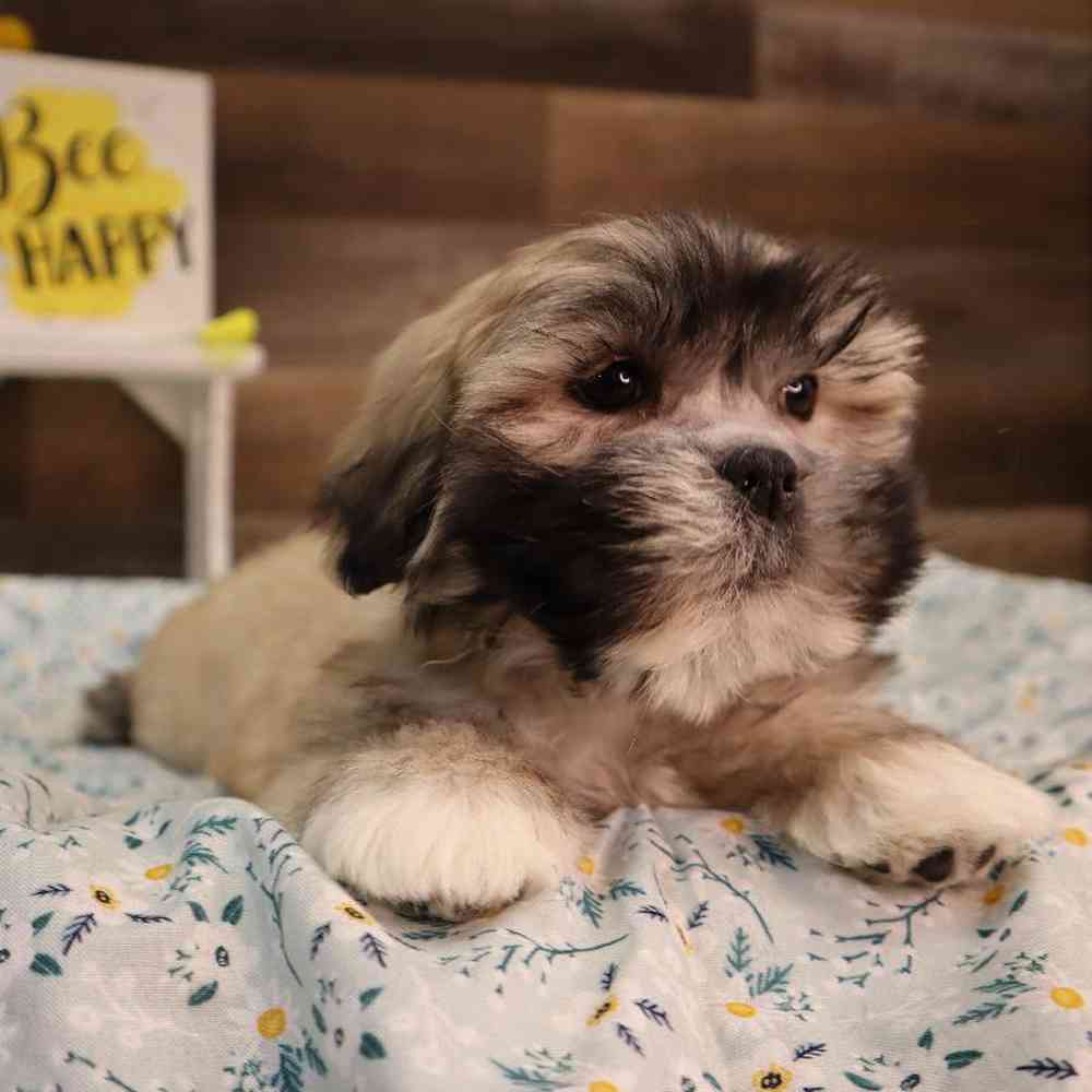carousel pet images