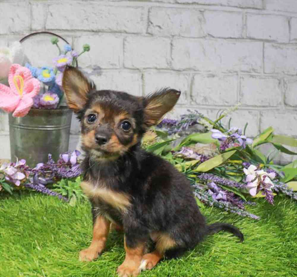 carousel pet images