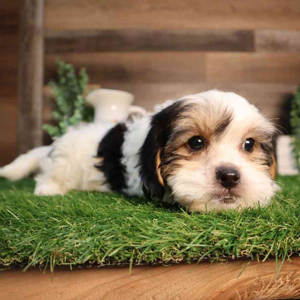 carousel pet images