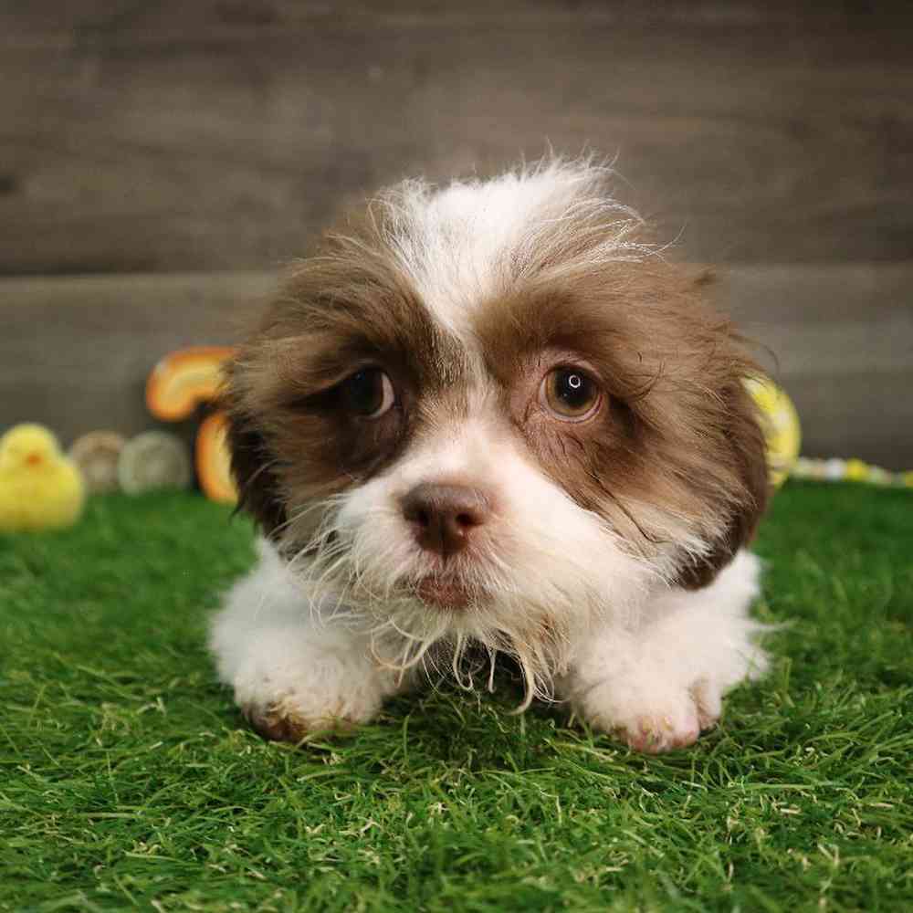 Female Teddy Poo Puppy for Sale in Blaine, MN