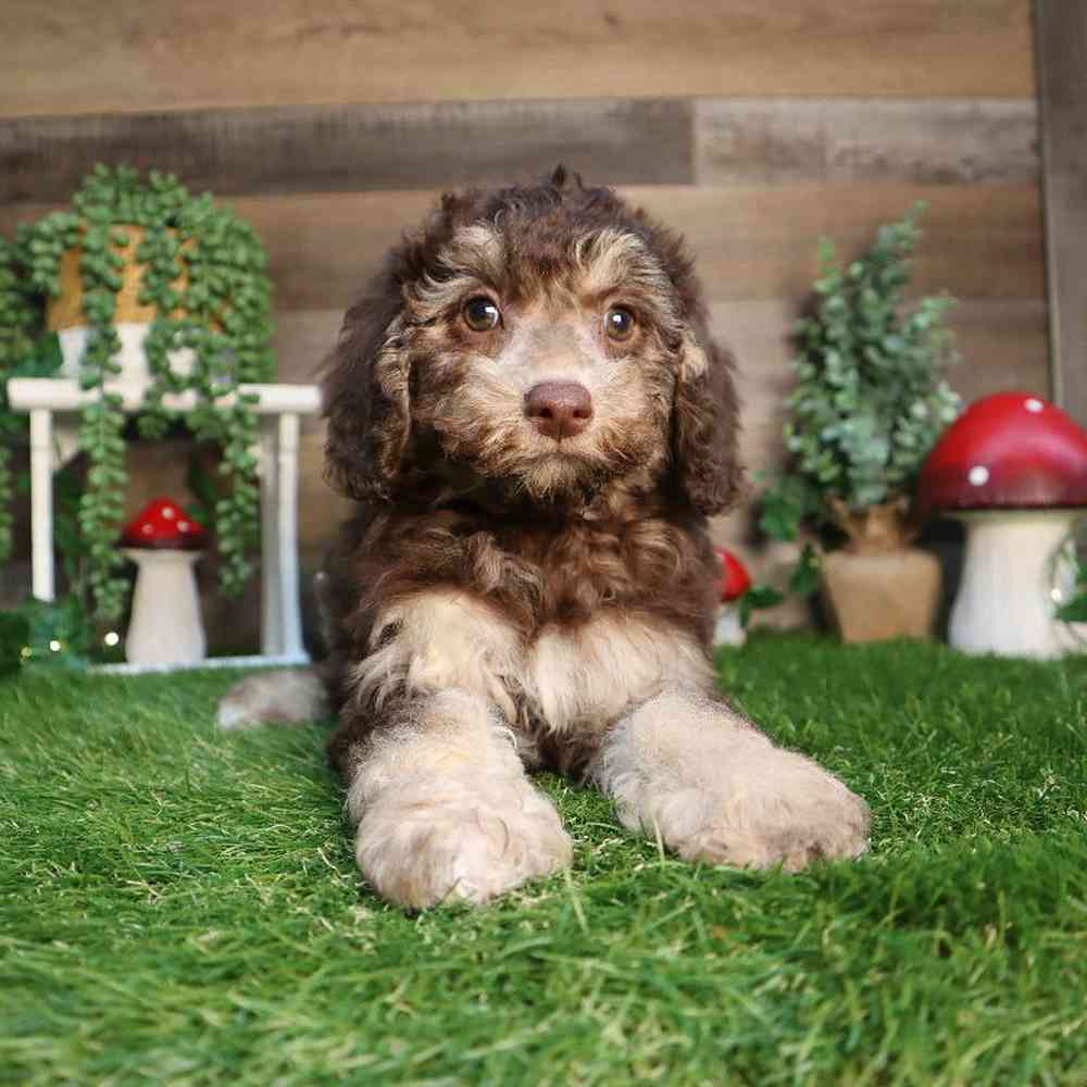 carousel pet images
