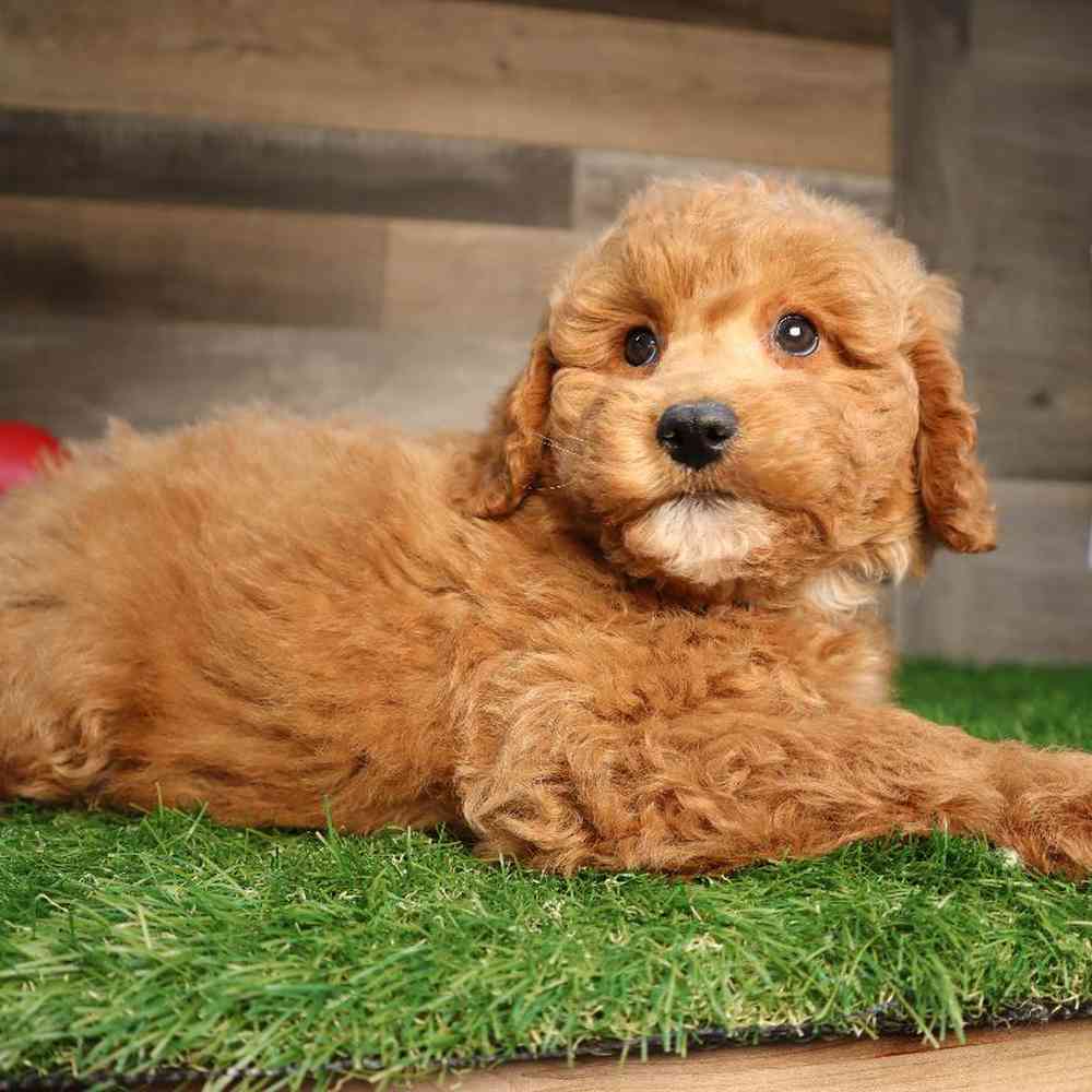 Female Mini Goldendoodle 2nd Gen Puppy for Sale in Blaine, MN