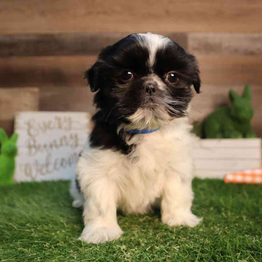 Male Shih Tzu Puppy for Sale in Blaine, MN