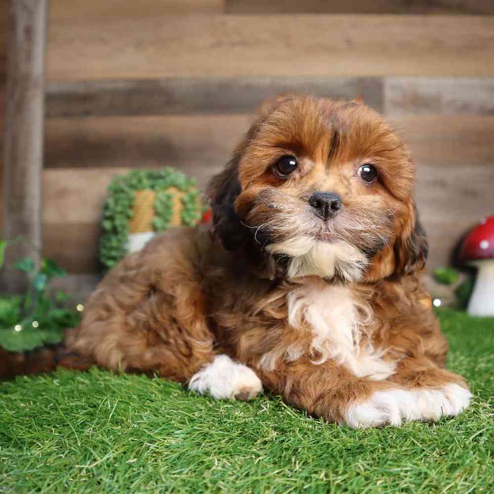 Image of a pet breed in the gallery