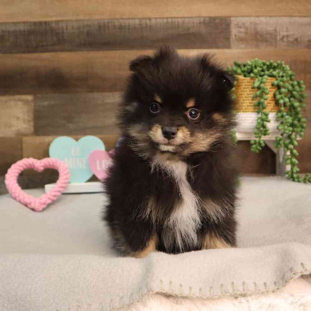 carousel pet images