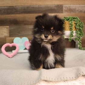 Pomeranian