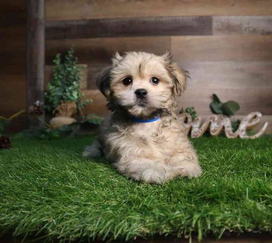 Ren