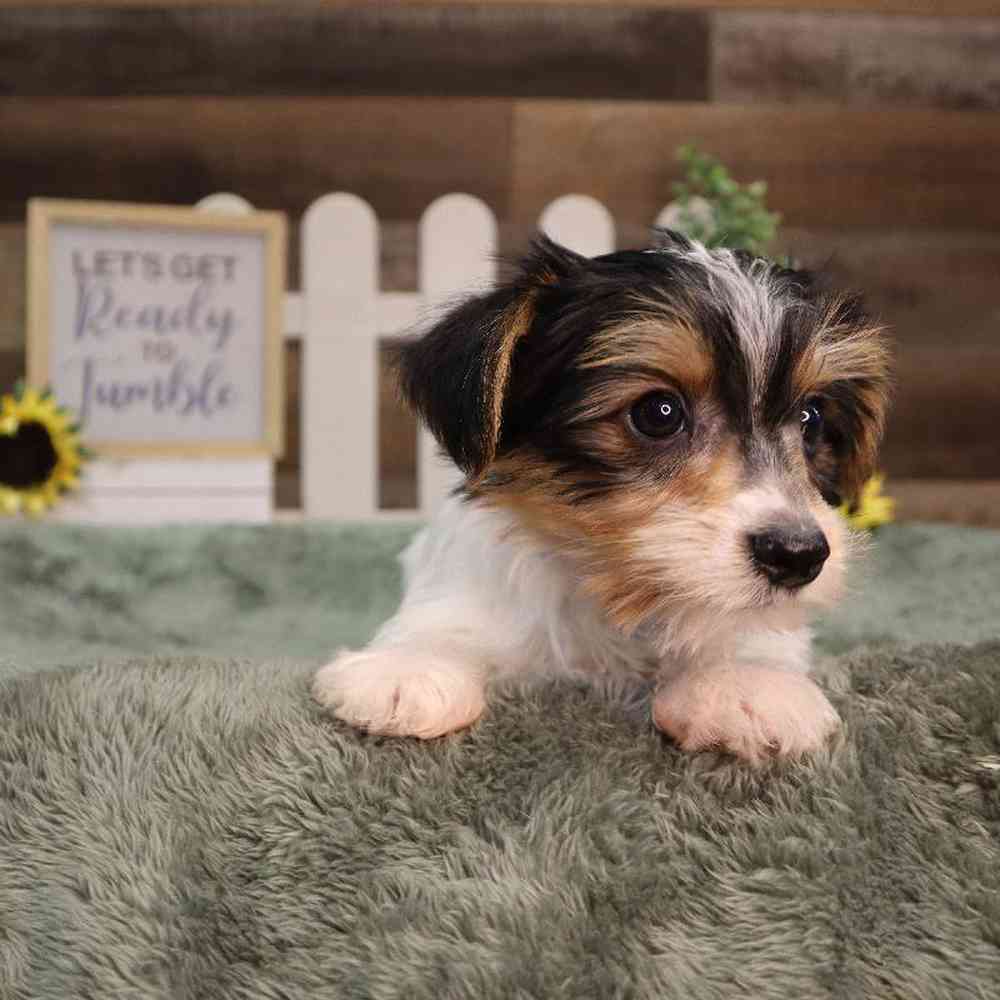 carousel pet images