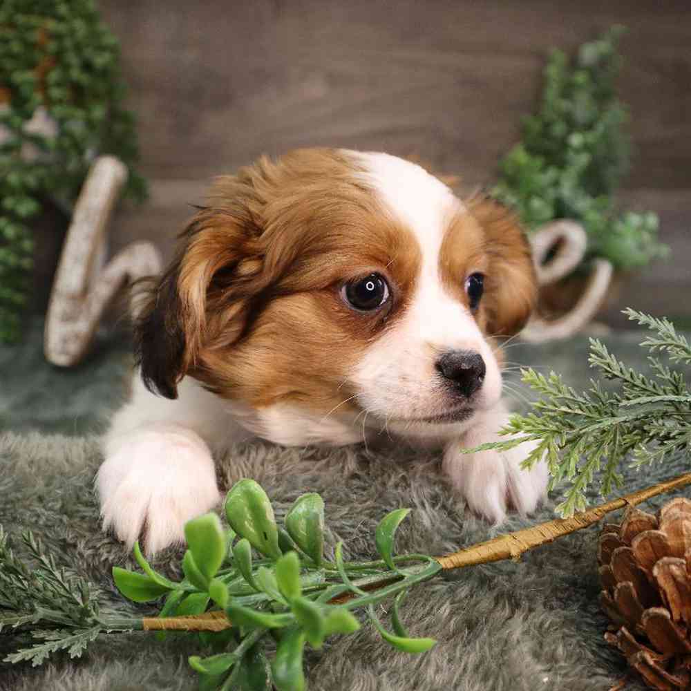 carousel pet images