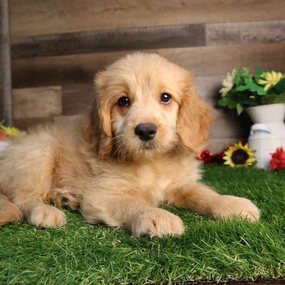 Female Mini Goldendoodle Puppy for Sale in Blaine, MN