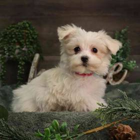 PomChi-Maltese
