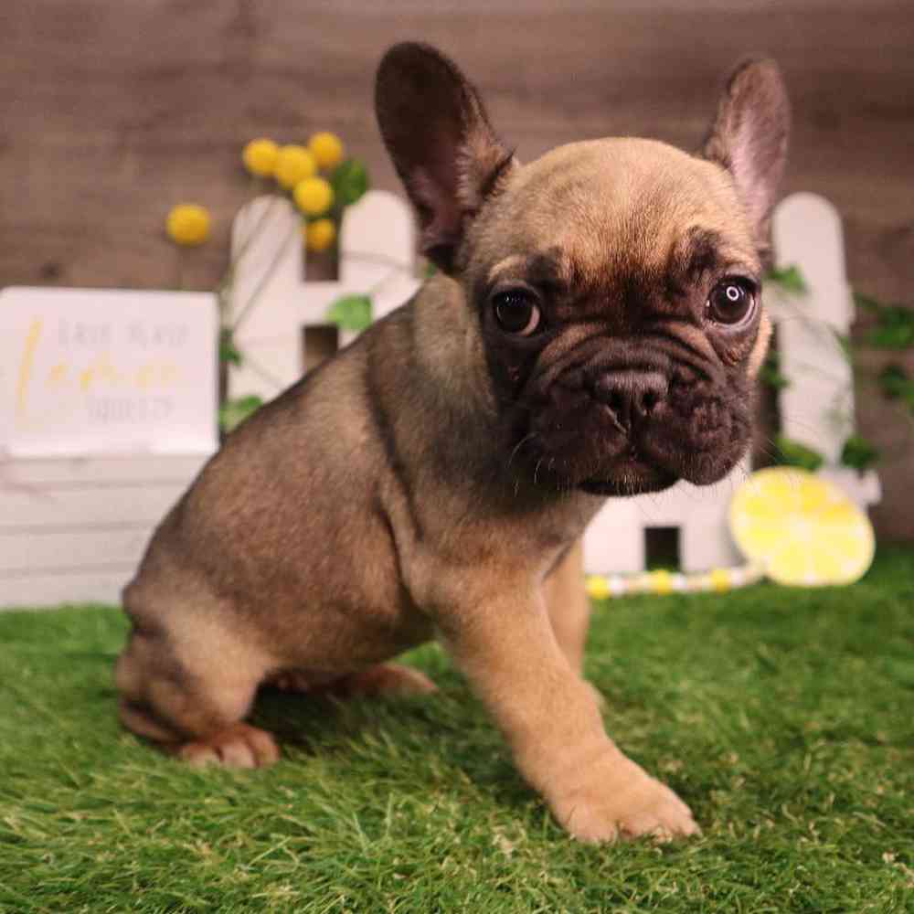 Female French Bulldog Puppy for Sale in Blaine, MN