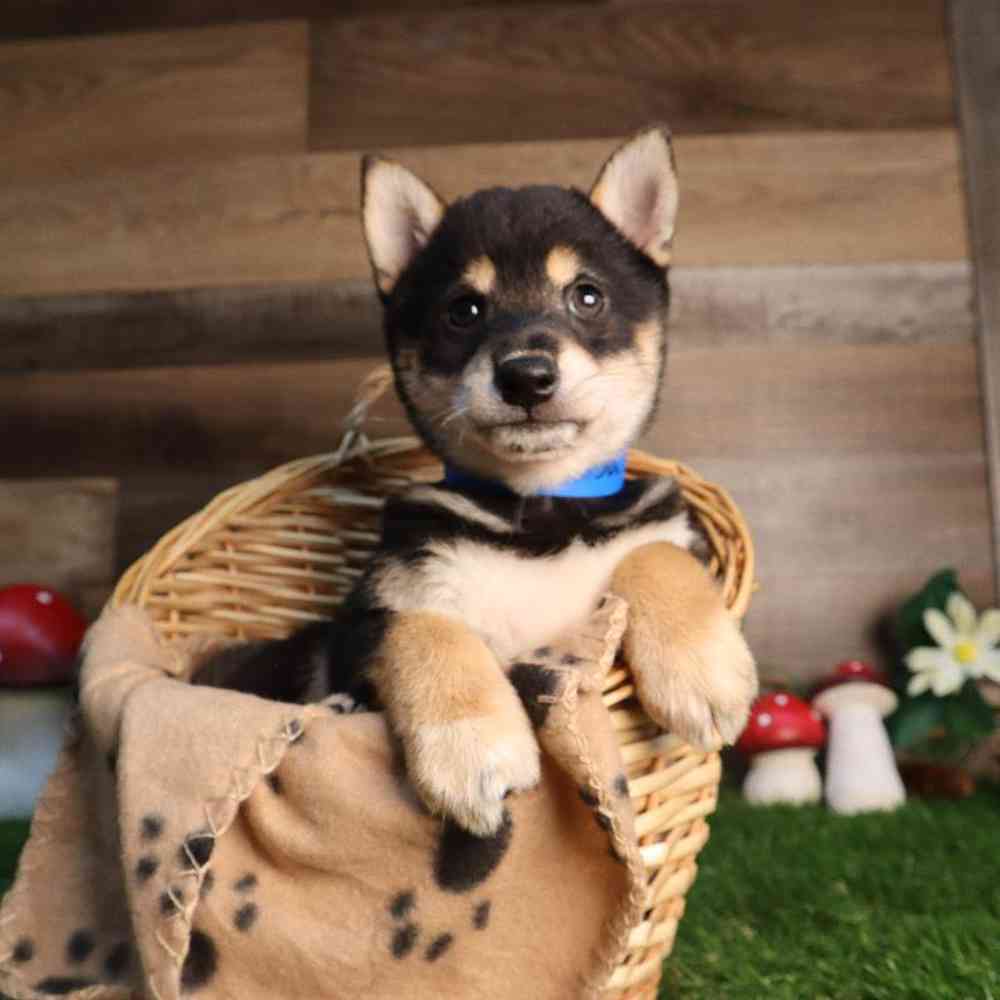 pet breed image