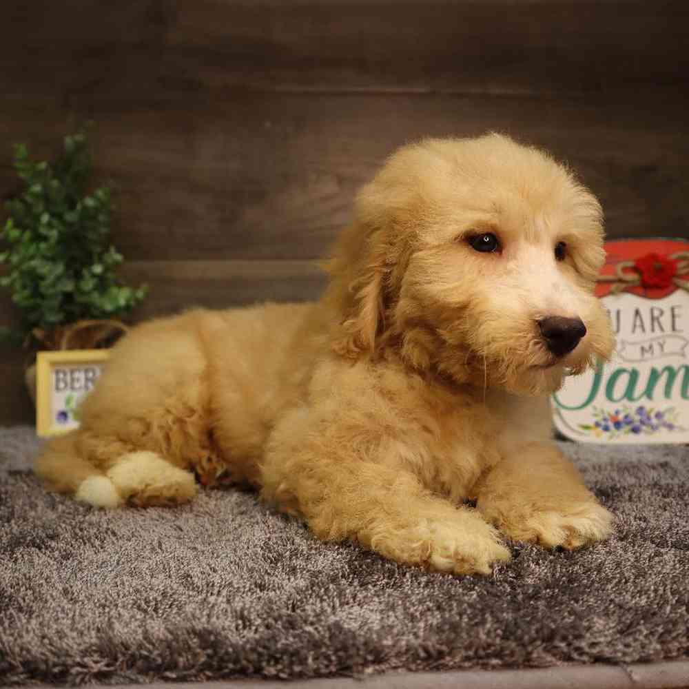 carousel pet images