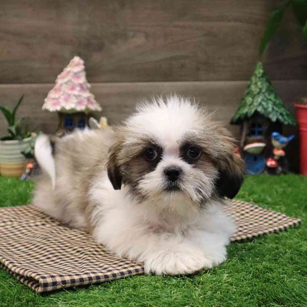 Male Shorkie Puppy for sale