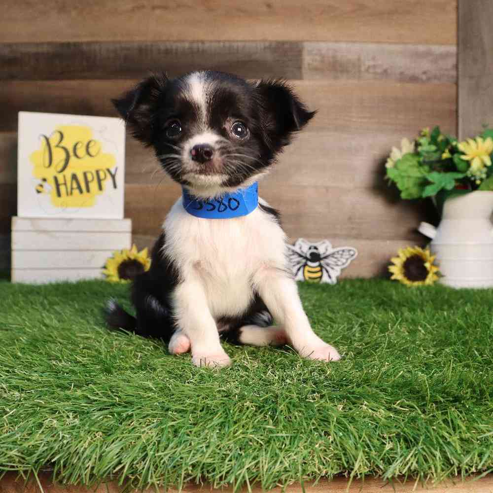 carousel pet images