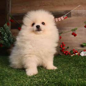 Pomeranian
