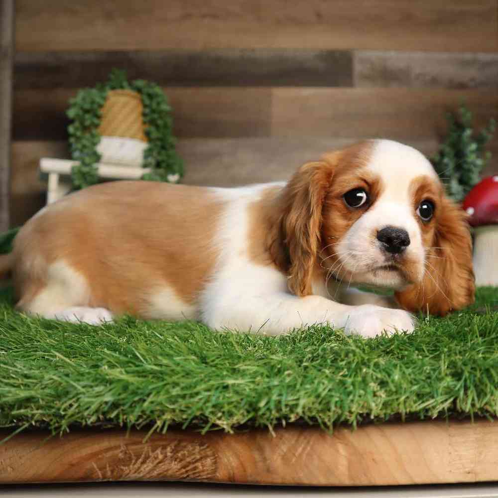 carousel pet images