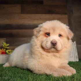 Chow Chow