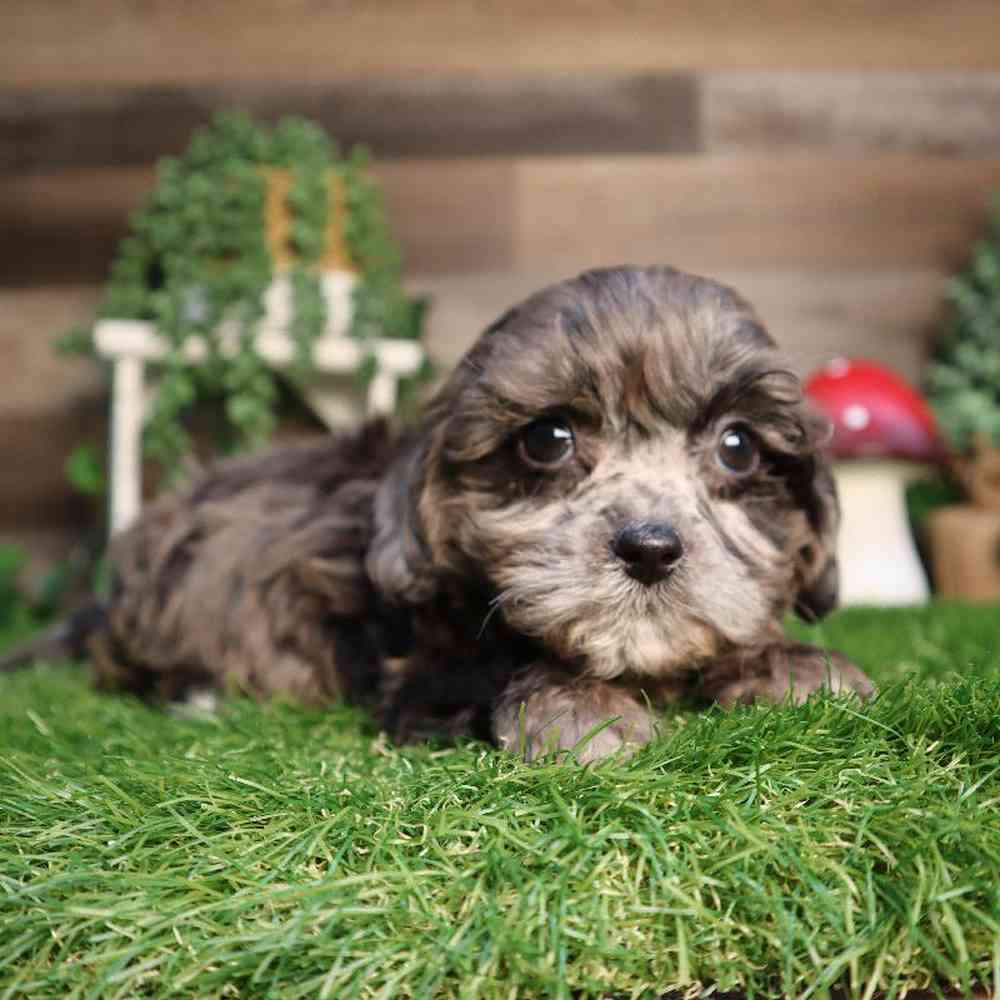 carousel pet images