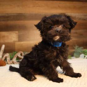 Bichon-Poodle-Yorkie